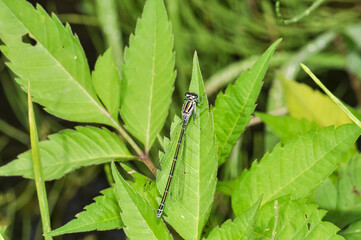 Dragonfly Azure damselfly or Coenagrion puella sitting on the grass