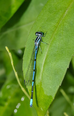 Dragonfly Azure damselfly or Coenagrion puella sitting on the grass