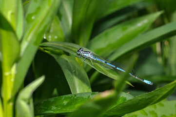 Dragonfly Azure damselfly or Coenagrion puella sitting on the grass