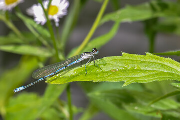 Dragonfly Azure damselfly or Coenagrion puella sitting on the grass