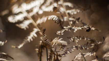 Macro de fougères et de bruyères, par période de sécheresse, dans la forêt des Landes de...
