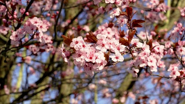 Spring blossom cherry tree with amazing pink flowers close up