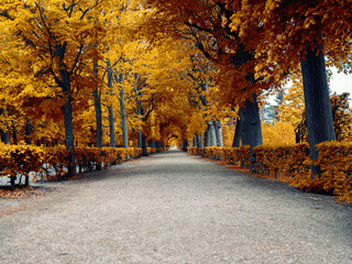 colorful autumn tree alley - 745714775