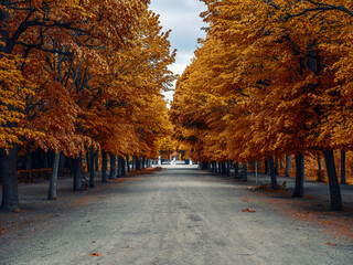 colorful autumn tree alley - 745714981
