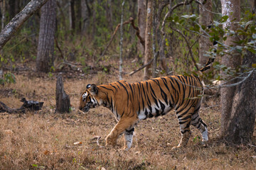 Bengal Tiger - Panthera Tigris tigris, beautiful colored large cat from South Asian forests and woodlands, Nagarahole Tiger Reserve, India. - 745715935