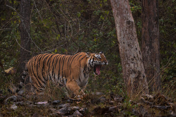 Bengal Tiger - Panthera Tigris tigris, beautiful colored large cat from South Asian forests and woodlands, Nagarahole Tiger Reserve, India. - 745715999