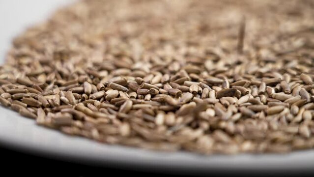 Medicinal seeds of the milk thistle plant falling on a white plate. Source of Silymarin for Liver Problems. Rotation