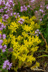 Sedum acre, Sedum album is the perennial herbaceous succulent plant with numerous rising stems covered with small thick leaves