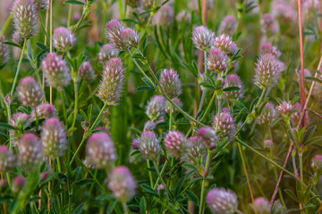 Trifolium arvense closeup. Fluffy clover in a meadow. Summer flora growing in the field. Colorful bright plants. Selective focus on the details, blurred background