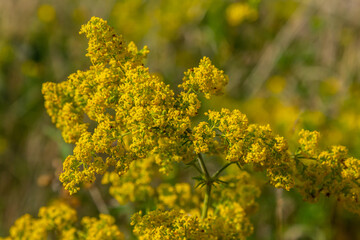 Galium verum, lady's bedstraw or yellow bedstraw low scrambling plant, leaves broad, shiny dark green, hairy underneath, flowers yellow and produced in dense clusters