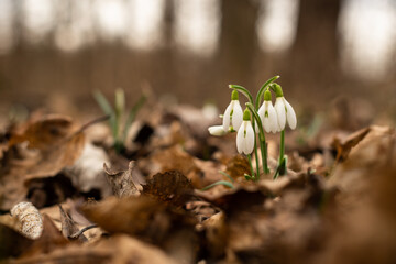First snowdrops blooming in the early spring forest