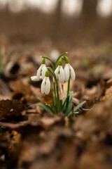 Obraz premium First snowdrops blooming in the early spring forest