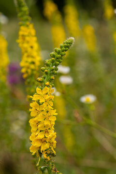 Summer in the wild among wild grasses is blooming agrimonia eupatoria