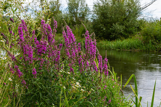 Purple loosestrife Lythrum salicaria inflorescence. Flower spike of plant in the family Lythraceae, associated with wet habitats