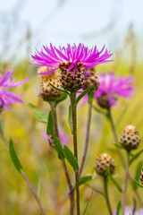 Fototapeta premium Centaurea jacea, the Brown Knapweed, known also as Brown-rayed Knapweed, Brownray Knapweed and Hardheads