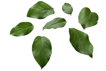 Fresh green leaves. natural green leaves graphic elements. botanical design elements.