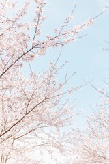 桜と空