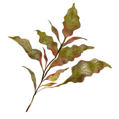 Green leaves on a branch. Beautiful watercolor floral illustration. Perfect for greeting cards, invitations, banners, posters, textile, covers. 