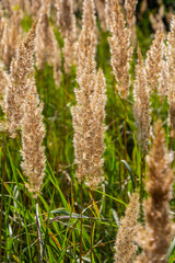 Inflorescence of wood small-reed Calamagrostis epigejos on a meadow