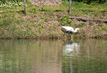 Little Egret (Egretta garzetta) walking around in the shallow pond water, chasing fish during a warm afternoon in the wetland. Water bird wildlife photography, birdwatching travel destination.