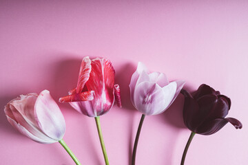 Floral composition with beautiful colorful tulips in full bloom on pastel pink background, top view. Copy space for text. Minimalist flat lay with spring blooms.