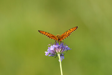 Butterfly on flower