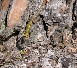 detail ofa lizard in a meadow
