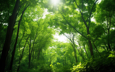 Fototapeta na wymiar Dense Green Forest with Filtered Sunlight Isolated on Transparent Background PNG.