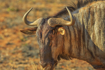 Portrait of side view Wildebeest, Connochaetes Gnou, standing in the savannah, Kruger National Park, South Africa. Dry season. The Gnu is a genus of antelopes of the family Bovidae.