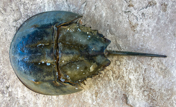 The female horseshoe crab (Limulus polyphemus), An animal washed up by a storm on a sandy beach in Brighton Beach, New York, USA