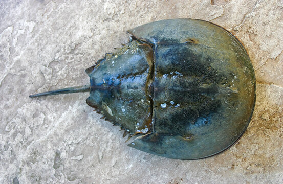 The female horseshoe crab (Limulus polyphemus), An animal washed up by a storm on a sandy beach in Brighton Beach, New York, USA