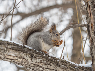 Obraz premium The squirrel with nut sits on tree in the winter or late autumn