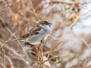 Sparrow sits on a branch without leaves.