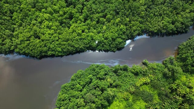 Falcons flying over the Malanza river and  Mangroves of Sao Tome, Africa - Aerial view