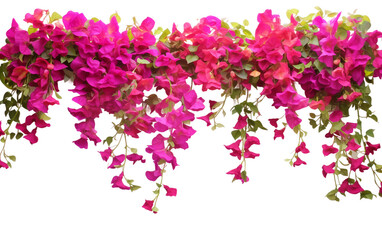 Exotic and Colorful Bougainvillea Flowers Isolated on Transparent Background PNG. - obrazy, fototapety, plakaty