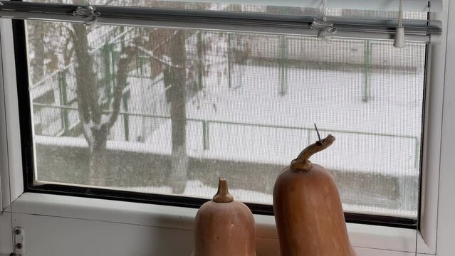 Two Butternut Squash On Windowsill Against Winter Landscape Outside Window