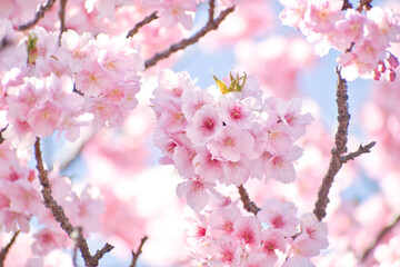 Obraz premium 河津町の河津桜