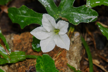 Ivy gourd flower (Coccinia grandis)