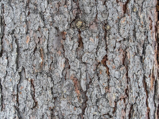 Texture of pine bark background