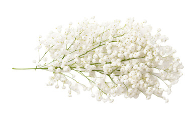 Fragile Baby's Breath Flowers Arranged with Delicate Finesse Isolated on Transparent Background PNG.