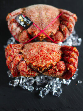 Hokkaido Hairy Crab