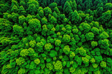 drone view rain  forest