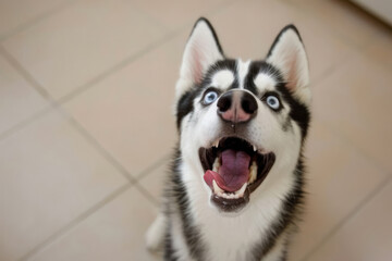 Excited Siberian Husky with Striking Blue Eyes Captured from a Low Angle