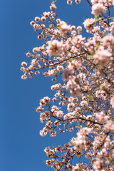 almond tree in bloom blossom flowers pink pastel blue sky spring gran canaria island wallpaper background backdrop poster