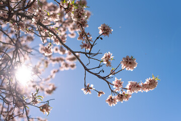 almond tree in bloom blossom flowers pink pastel blue sky spring gran canaria island wallpaper background backdrop poster