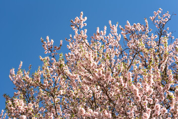 almond tree in bloom blossom flowers pink pastel blue sky spring gran canaria island wallpaper background backdrop poster
