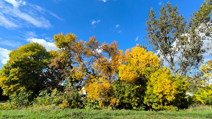 Fototapeta na wymiar autumn landscape in rural village Backi Petrovac, Vojvodina