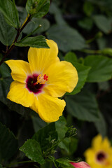 yellow and red hibiscus flower