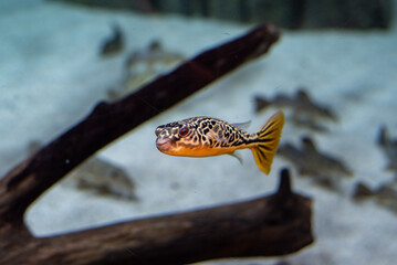 Tetraodon mbu pufferfish fish underwater swimming in an aquarium cute animal
