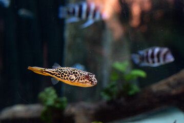 Tetraodon mbu pufferfish fish underwater swimming in an aquarium cute animal